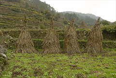 Parque Nacional da Peneda-Gerês,  Culturas, insert