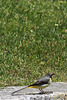Bergeronnette des Ruisseaux