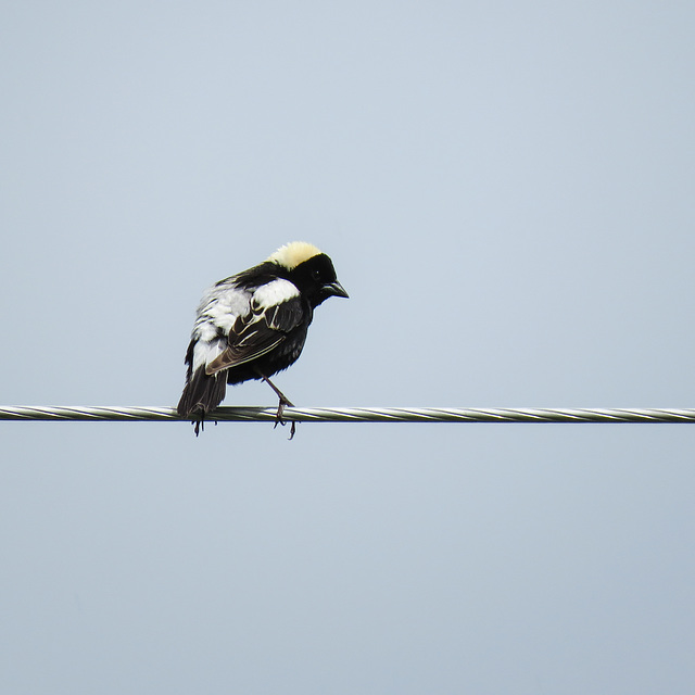 Bobolink male / Dolichonyx oryzivorus