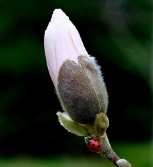 prise hier .......cette coccinelle a dû oublier que nous sommes encore en hiver .......