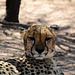 Namibia, The Okonjima Nature Reserve, Portrait of a Cheetah in Front