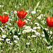 Tulpen und Gänseblümchen  (PiP)