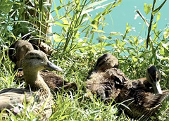 Entenfamilie am See