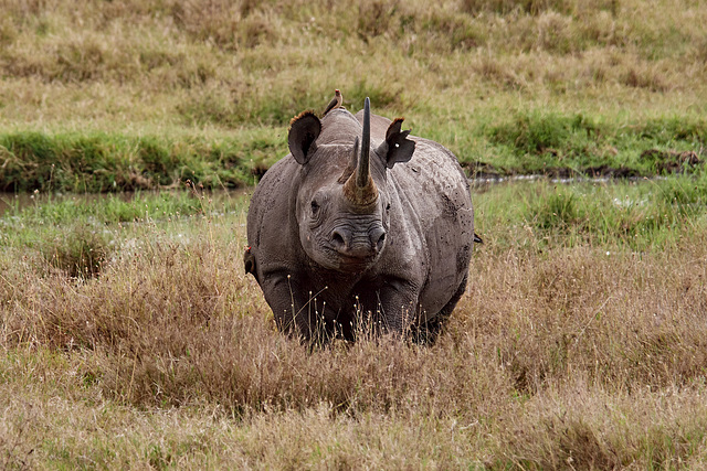 Spitzmaulnashorn