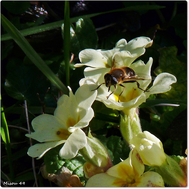 MON JARDIN