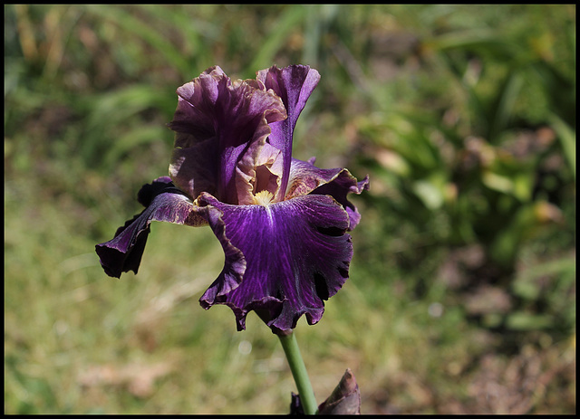 Iris Lip Service (2)