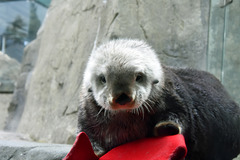 Sea Otter in Vancouver Aquarium