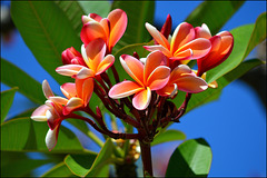 detail - queen kapiolani garden