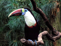 You Toucan have a great and happy New Year