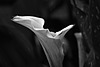 Calla Lily in B&W