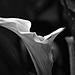 Calla Lily in B&W