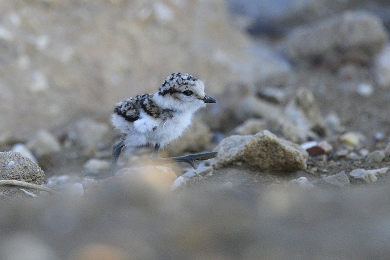 Charadrius alexandrinus