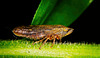 Die Wiesenschaumzikade    (Philaenus spumarius) geht ihren Weg :))  The meadowfoam planthopper (Philaenus spumarius) is on its way :))  La cicadelle limnanthe (Philaenus spumarius) est en route :))