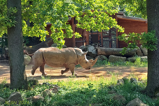 Zoo Schwerin,  Nashorn