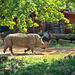 Zoo Schwerin,  Nashorn