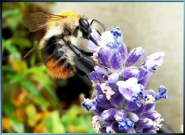 Ackerhummel auf Lavendel. ©UdoSm