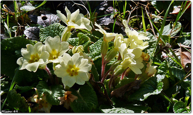 MON JARDIN