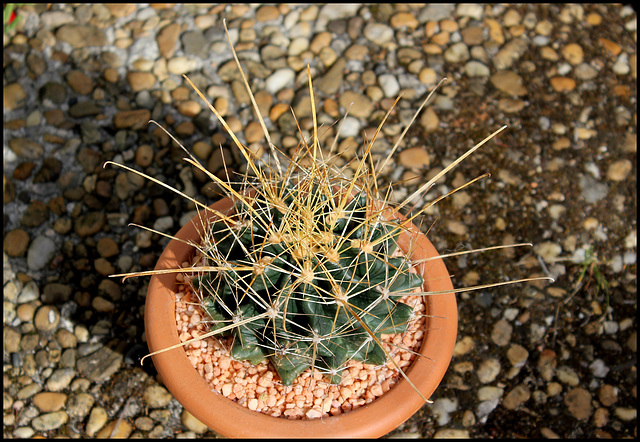 Ferocactus hamatacanthus