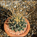 Ferocactus hamatacanthus