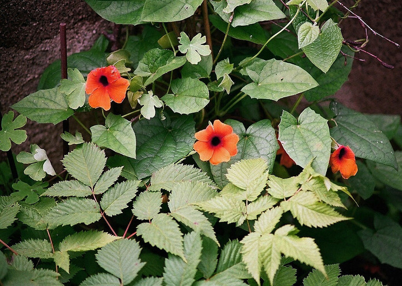 Thunbergia alata 1024