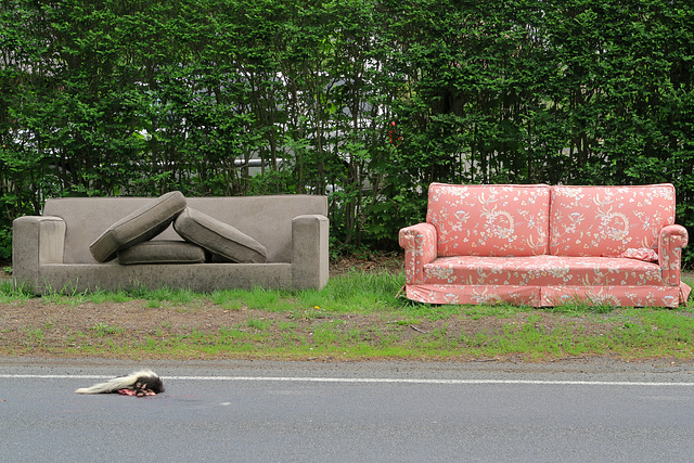 Two Sofas & a Dead Skunk