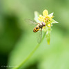 Hover Fly