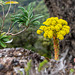 El Hierro - Flora