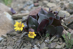 Colorado Ragwort