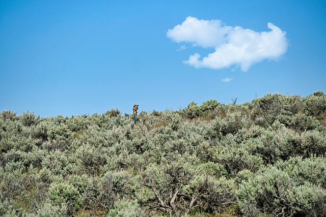 Birding the Sagebrush at Diamond Craters XT2B0771a