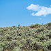 Birding the Sagebrush at Diamond Craters XT2B0771a