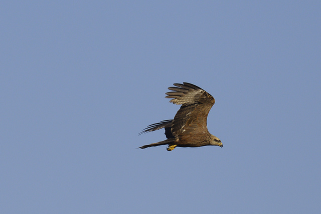 Circus aeroginosus, Tartaranhao-ruivo-dos-pauis, Castro Marim