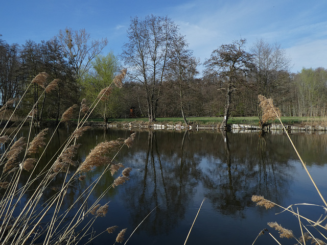 Weiher im Naturschutzgebiet Woog