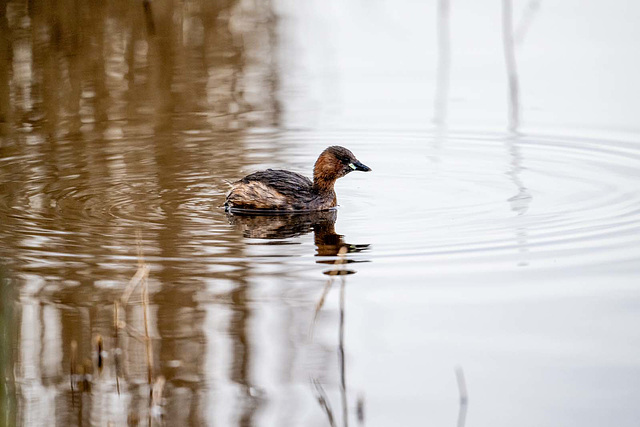 Little grebe