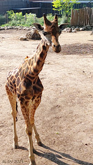 Zoo Schwerin, Giraffe