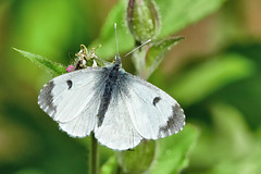 Orange Tip (F) - Anthocharis cardamines