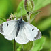 Orange Tip (F) - Anthocharis cardamines