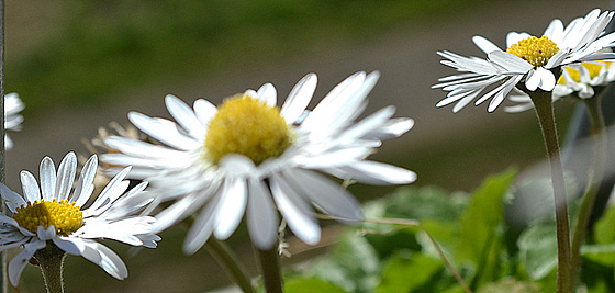 Bellis Perennis