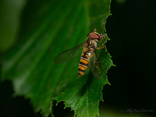 Marmalade Hoverfly