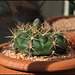 Gymnocalycium