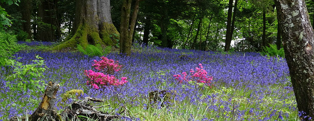 The bluebells of Scotland