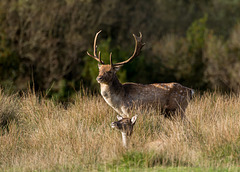 Fallow Stag b