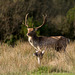 Fallow Stag b