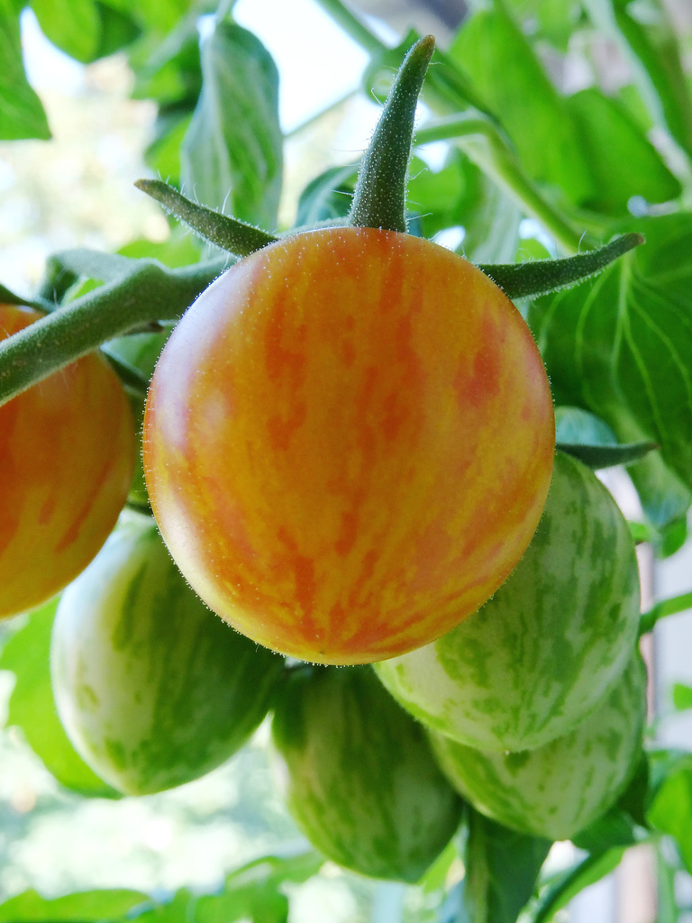 Tomate Sunrise Bumblebee