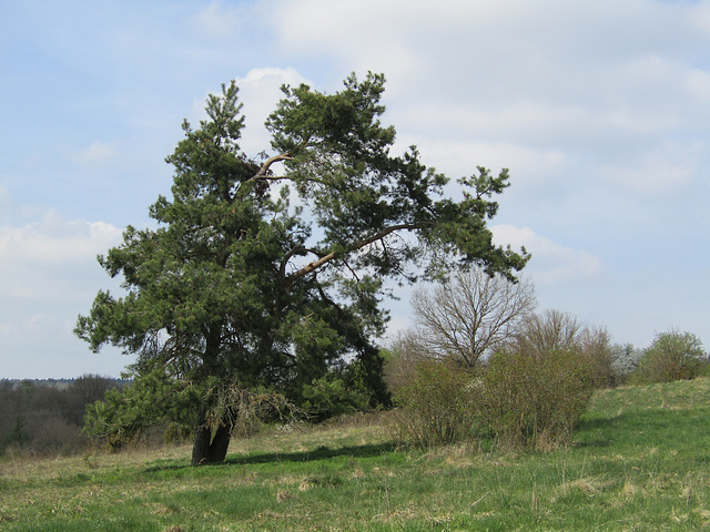 am Münchshofener Berg