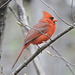 Northern Cardinal