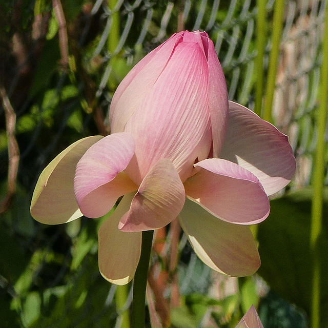 Lotus, Nariva Swamp afternoon, Trinidad