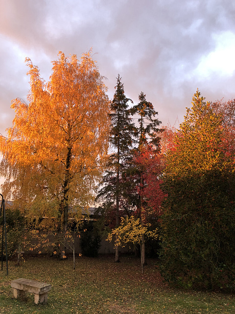 ARBRES