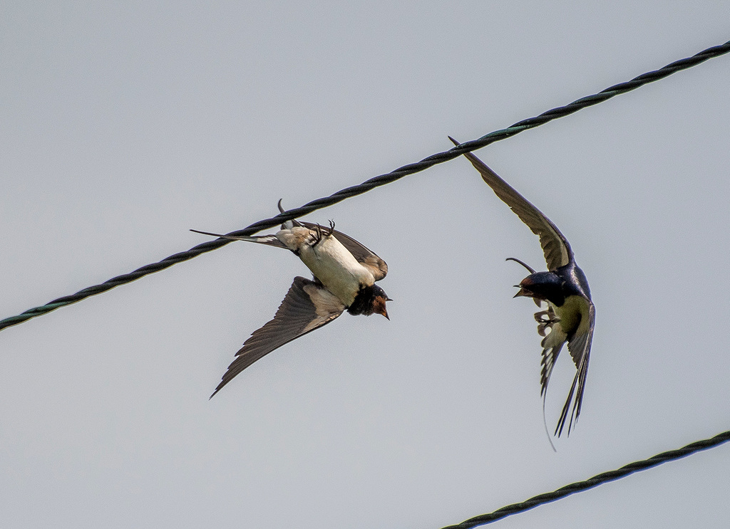 Swallows, an aerial display