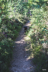 Jet on a Rafford woods path