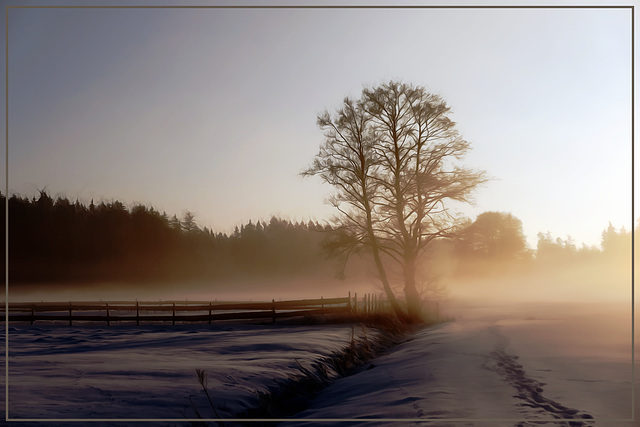 Baum im Abendlicht